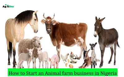 How to Start An Animal farm business in Nigeria 