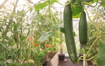 Does companion planting tomatoes and cucumbers work