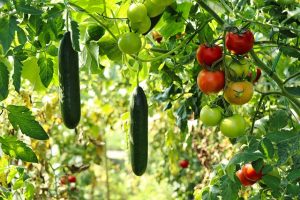 companion planting tomatoes and cucumbers