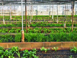 Environmental benefits of urban farming
