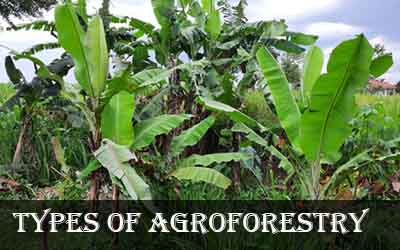 types of agroforestry