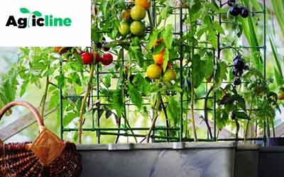 Best fruits and vegetables to grow on a balcony
