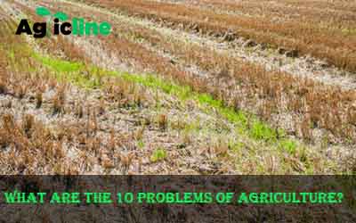 What are the 10 problems of agriculture?