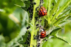Best Methods of pest control in agriculture
