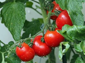 best fruits and vegetables to grow on a balcony
