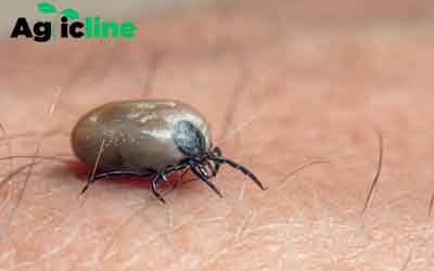 How to get rid of varroa mites naturally
