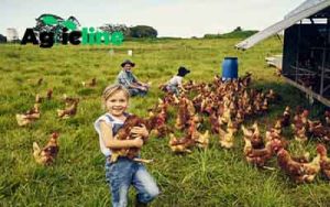 How to start a small farm with animals