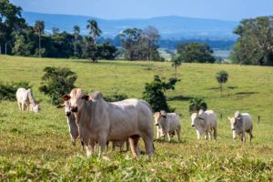 How to get a loan to start a cattle farm