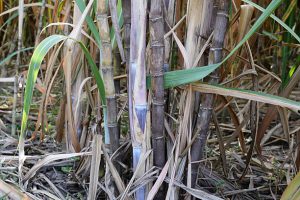 Pit planting method of sugarcane